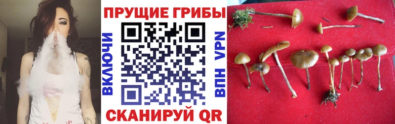 Галлюциногенные грибы Psilocybine cubensis  Купить  Мурино 